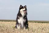CHIEN FINNOIS DE LAPONIE 622